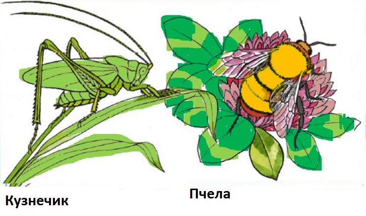 Мир глазами кузнечика окружающий мир рисунок