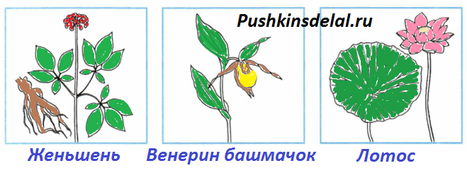 Растения из красной книги россии рисунок