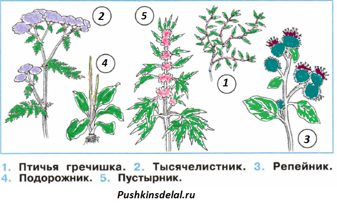 Пронумеруй рисунки. Птичья гречишка тысячелистник репейник подорожник пустырник. Птичья гречишка тысячелистник репейник подорожник. Птичья гречишка тысячелистник пустырник. Растения Птичья гречишка тысячелистник пустырник.