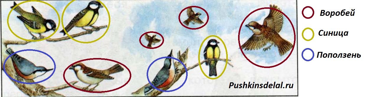 Окружающий мир 1 класс определи птиц на этом рисунке