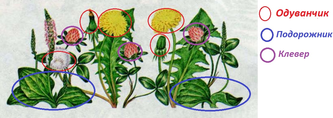 Цветок 3 миров. Одуванчик лекарственный подорожник большой Клевер красный. Растения учебник иллюстрация. Растения возле дома окружающий мир. Посчитайте растения на рисунке.