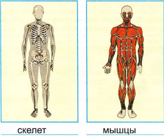 Тело человека на рисунках изображалось