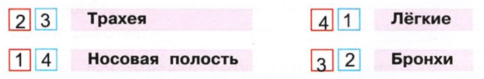 Укажите номера по 1. В какой последовательности воздух проходит по органам дыхания. В какой последовательности воздух при вдохе проходит по органам. Окружающий мир 3 измерение пульса. В какой последовательности воздух проходит по органам дыхания 3 класс.