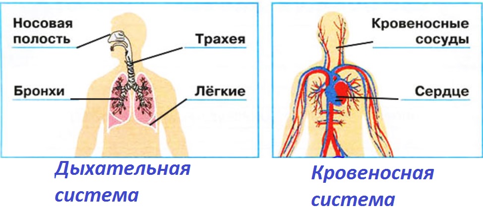 Окружающий мир 3 класс дыхание и кровообращение презентация 3 класс