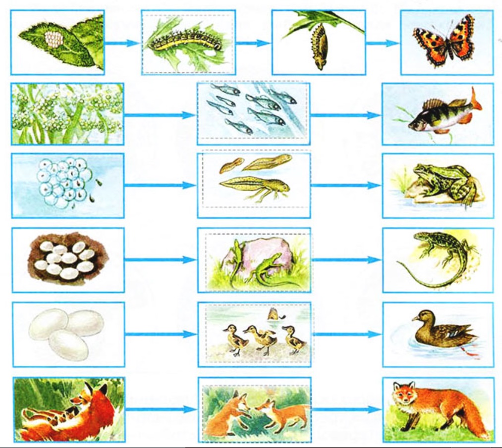 Схема размножения животных окружающий мир 3 класс