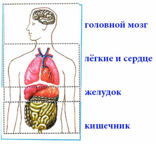 Внутренние органы человека схема 4 класс