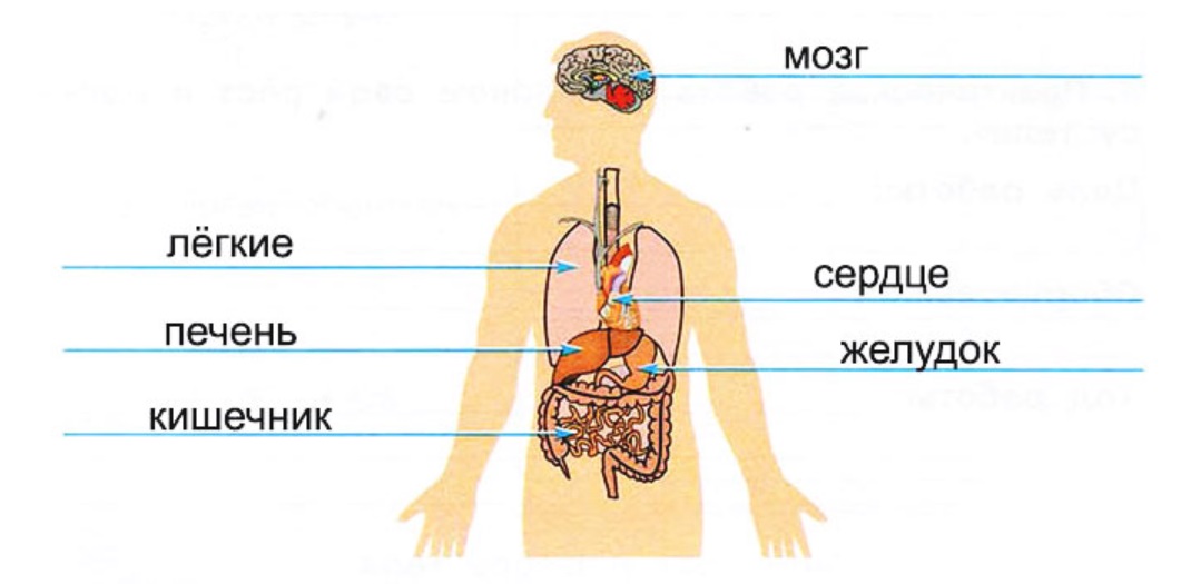 Окружающий мир система человека. Система органов человека 3 класс окружающий мир Плешаков. Организм человека 3 класс окружающий мир Плешаков. Строение тела человека 3 класс окружающий мир Плешаков. Строение тела человека 2 класс окружающий мир Плешаков.