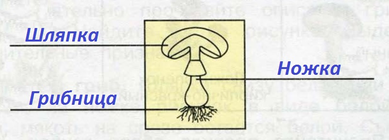 Строение гриба 3 класс окружающий мир рисунок