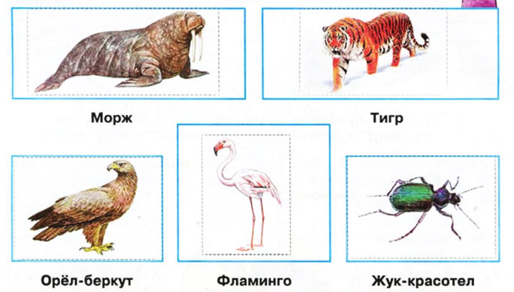 Окружающий мир 3 класс проект охрана животных