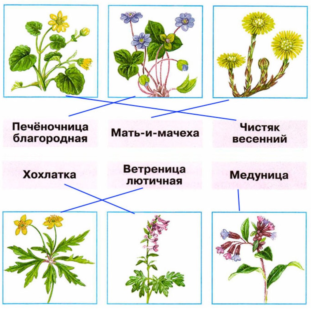 Презентация по окружающему миру 2 класс в гости к весне 2 класс