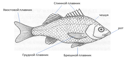 Строение плавника рыбы. Типы плавников у рыб схема. Плавники костных рыб схема. Строение плавников рыб.