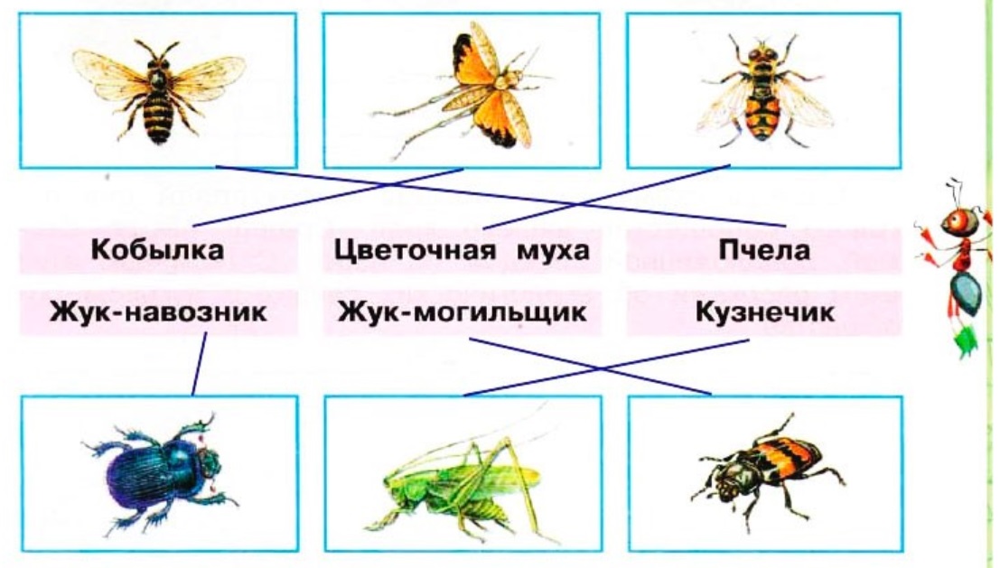 Рабочая тетрадь окружающий мир мир луга. Окружающий мир 4 класс рабочая тетрадь Плешаков Крючкова жизнь Луга. Сравни пчелу и цветочную муху кобылку и кузнечика. Насекомые Луга 4 класс. Насекомые на лугу названия.