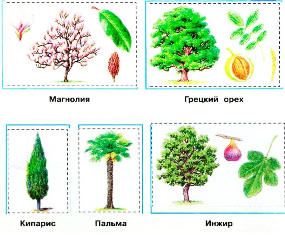 У черного моря окружающий мир 4 класс. Растения Черноморского побережья 4 класс. Кустарники Черноморского побережья Кавказа 4 класс. Растительный мир Черноморского побережья 4 класс. Растения Черноморского побережья Кавказа 4 класс.