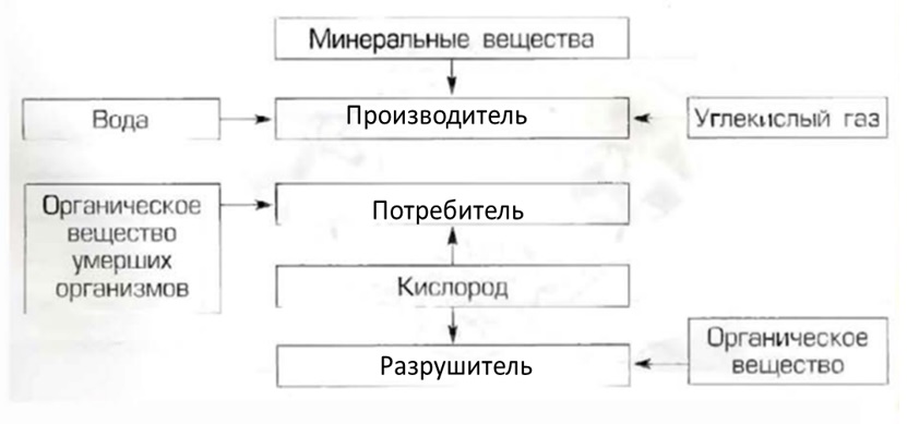 Схема куранта изаксона риса