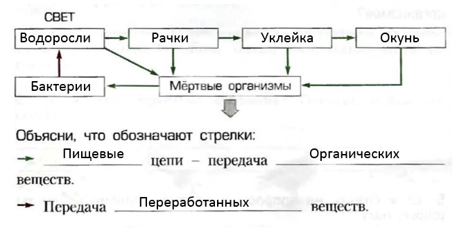 Схема круговорота веществ на лугу 3 класс