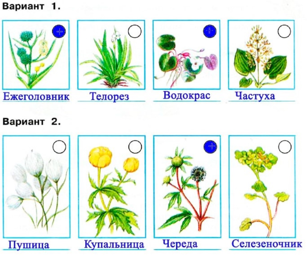 Презентация жизнь в пресных водах 4 класс окружающий мир презентация школа россии