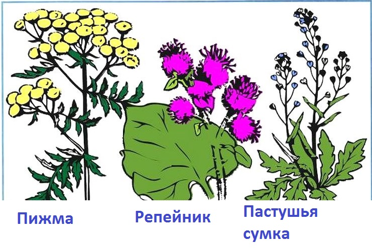 Репейник рисунок 1 класс - 95 фото