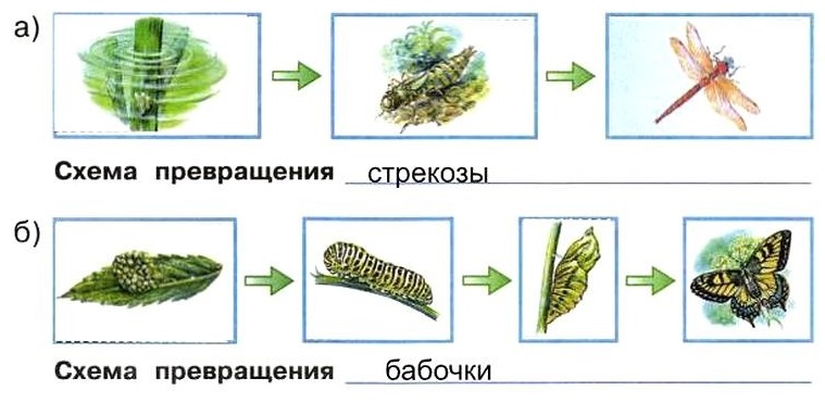 Схема развития стрекозы