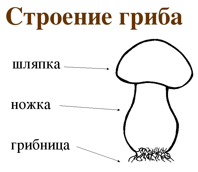 Строение гриба для дошкольников картинка