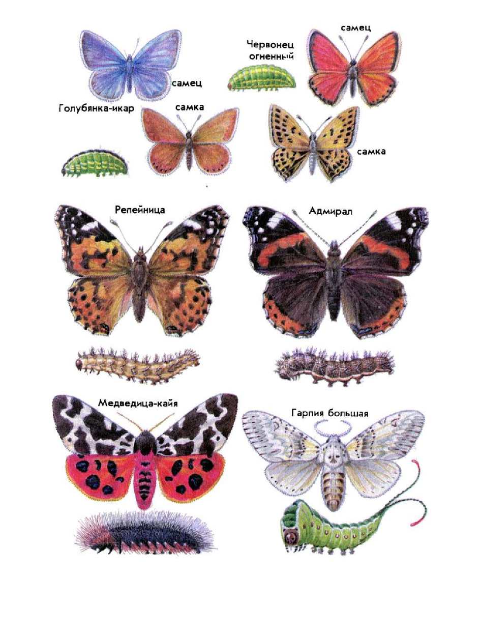 Название бабочек для детей