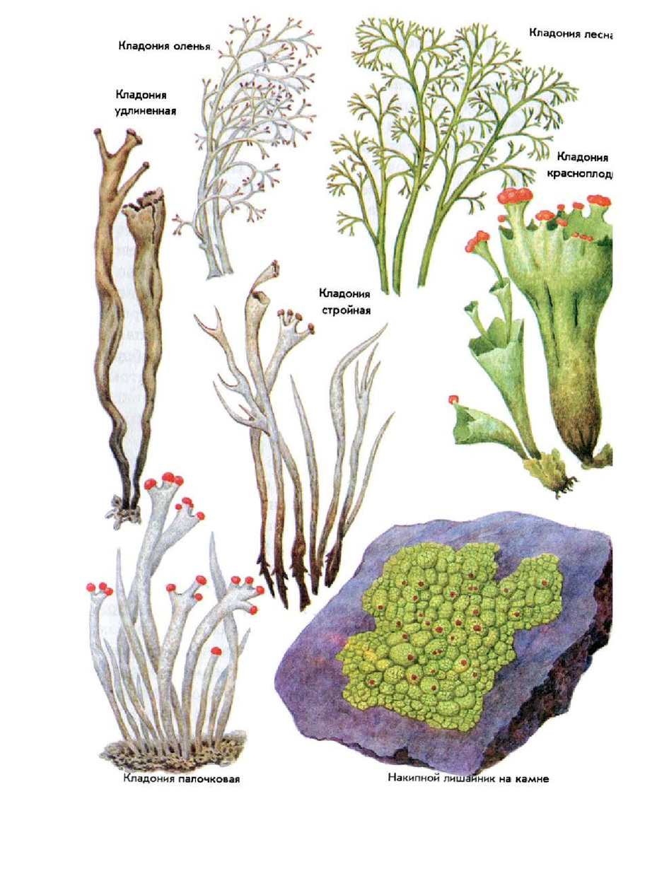 Кладония оленья рисунок