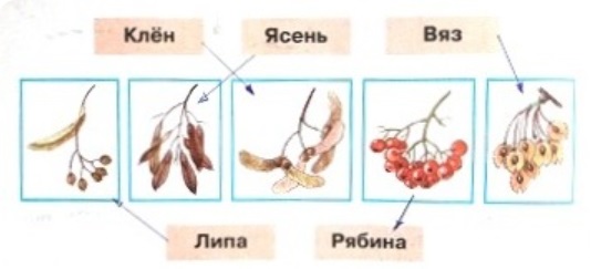 Узнай лиственные деревья по плодам соедини линиями рисунки и названия