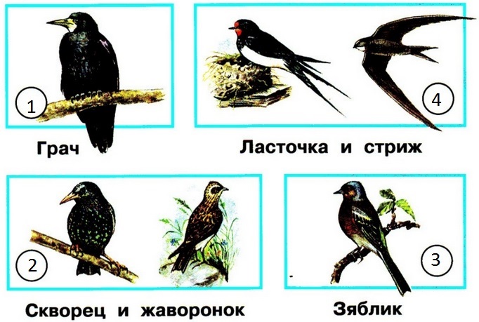 Грач скворец ласточка картинки для детей