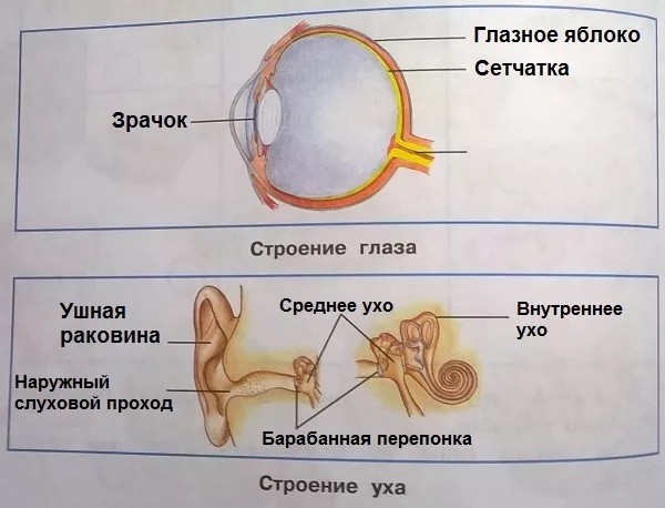 Запиши общее название органов указанных на рисунке нос глаза ухо кожа