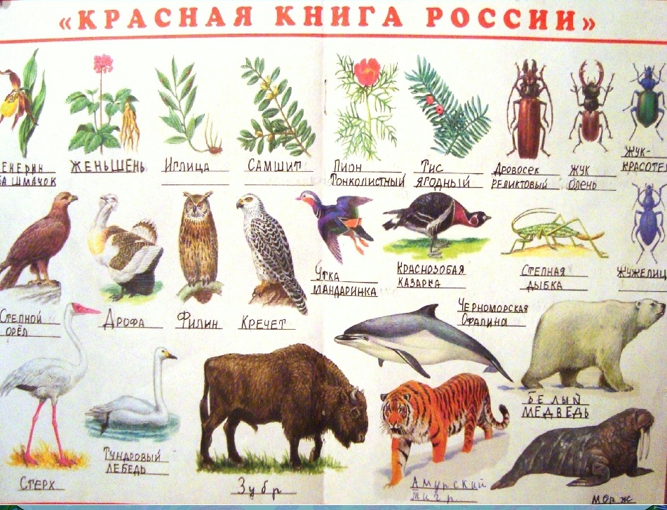 Красная книга животные и растения фото и описание