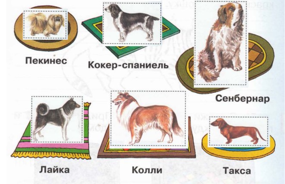 Кошки в нашем доме 1 класс презентация перспектива