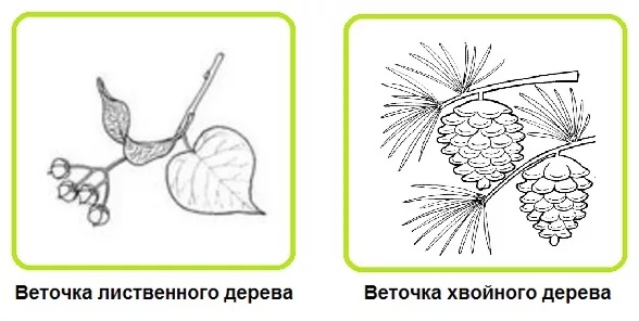 Рисунок веточка лиственного дерева