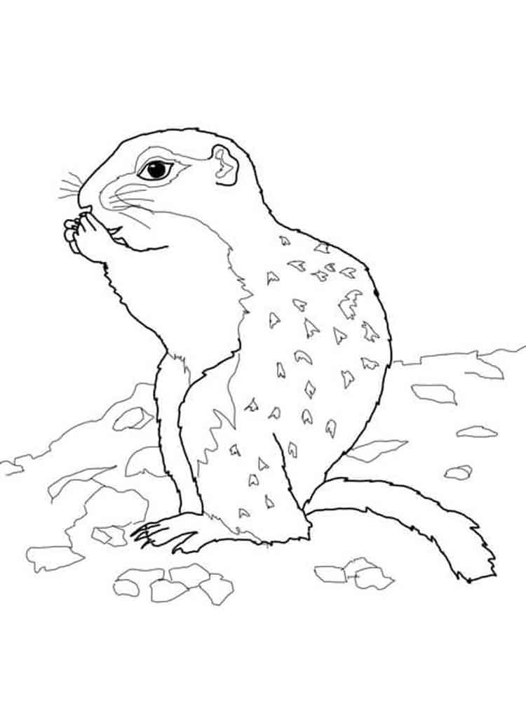 Крапчатый суслик рисунок