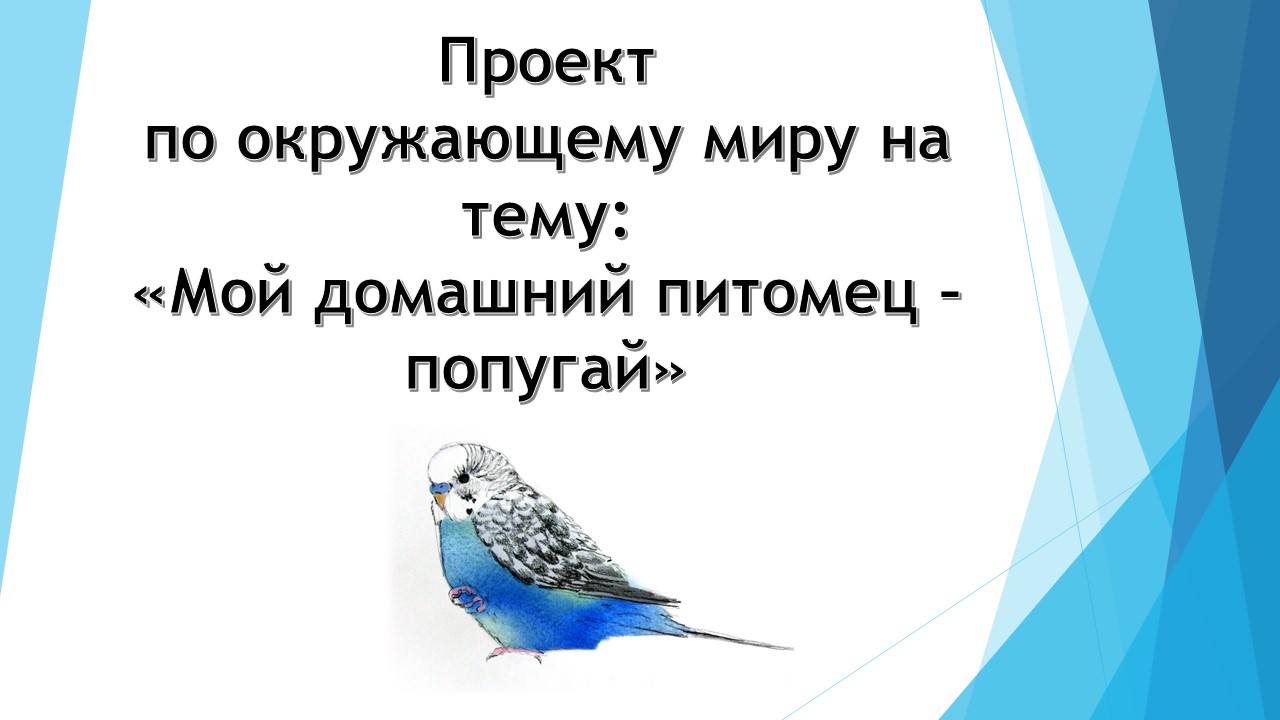 Окружающий мир проект мои домашние питомцы попугай