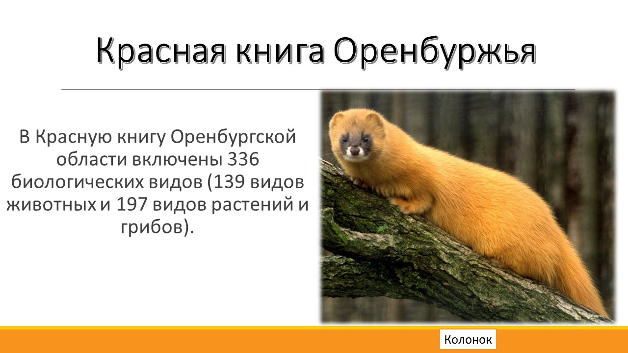 Разнообразие природы оренбургской области 3 класс окружающий мир проект