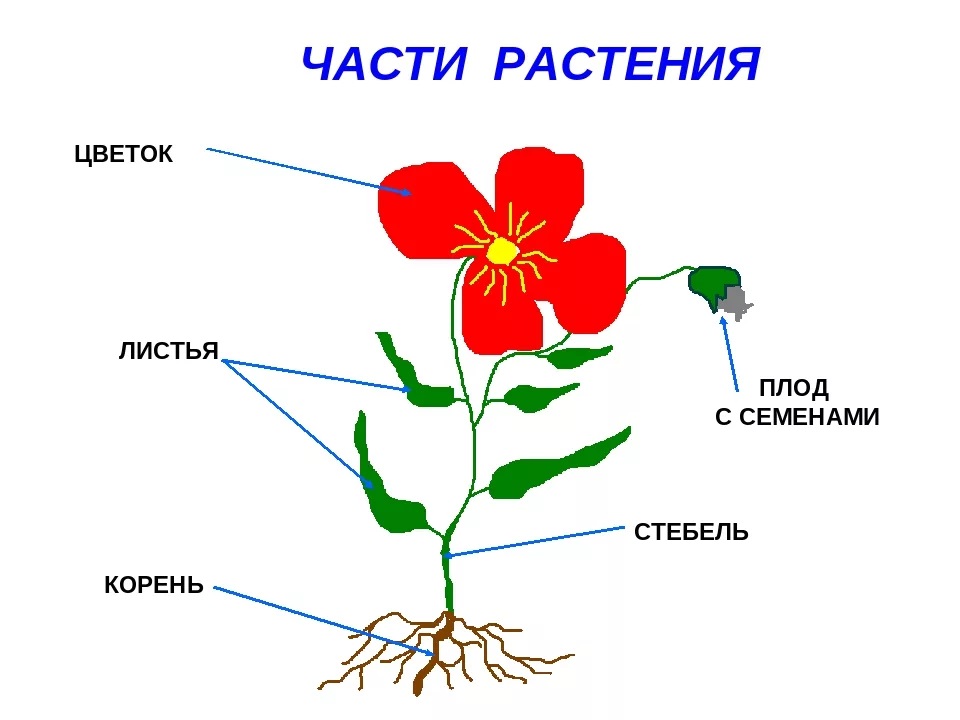 Органы растения рисунок 6 класс