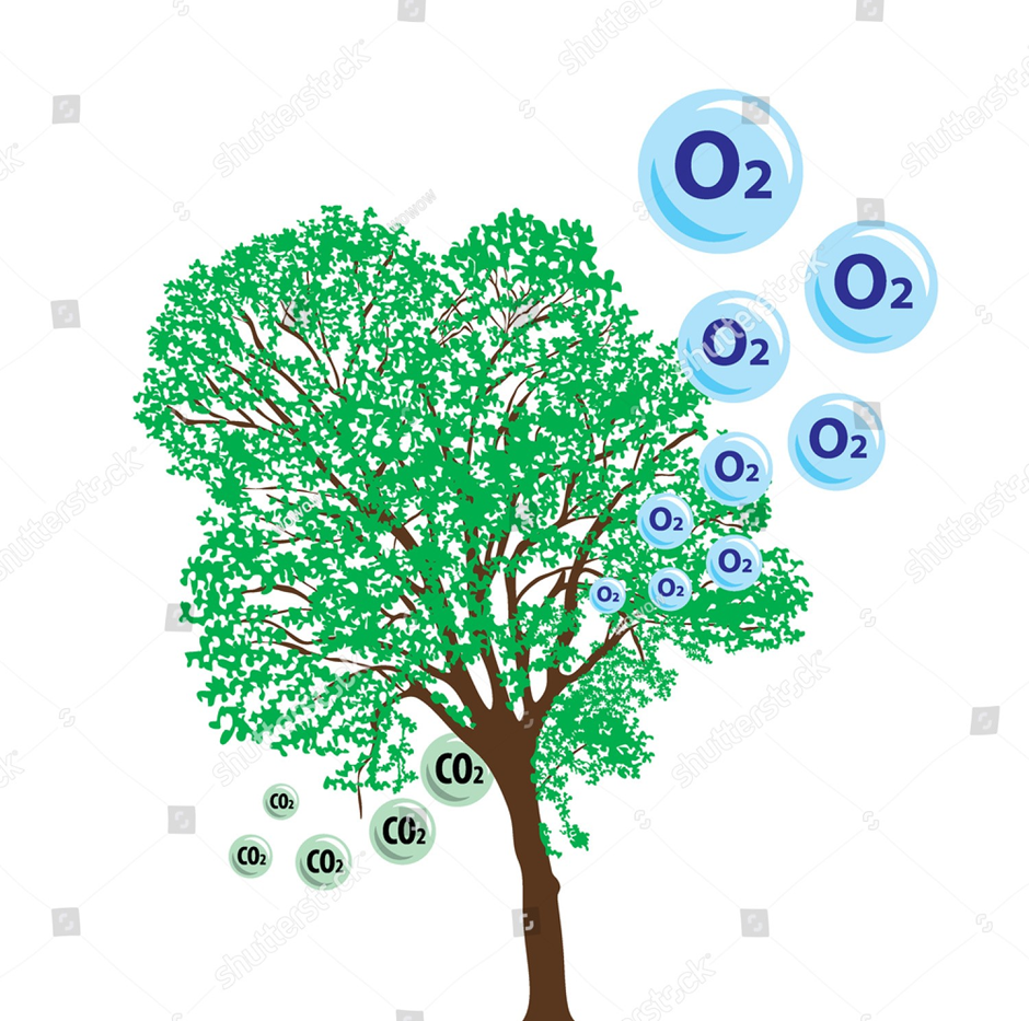Очищение воздуха деревьями. Деревья кислород. Деревья дают кислород. Деревья очищают воздух. Деревья выделяют кислород.