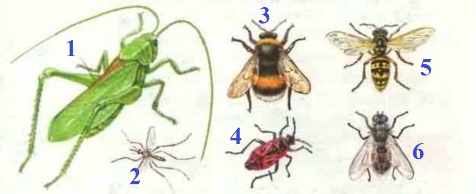 Рисунок насекомого 1 класс окружающий мир